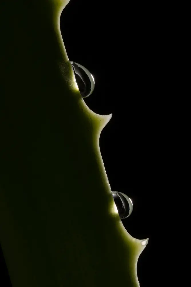 Peptide Rich